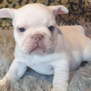 Cute adorable French bulldog - Vince